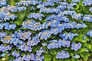Shrub Prints: USA, Oregon, Yachats. Blue Hydrangea along the coastline Pacific Ocean