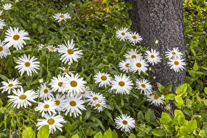 Welcoming Prints: Usa, Oregon, Yachats. Plantings