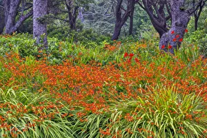 Images Dated 13th December 2021: Usa, Oregon, Yachats. Plantings