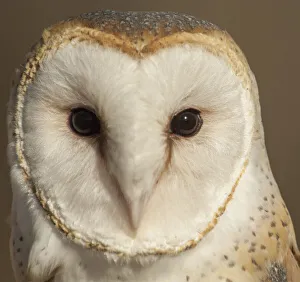 Eye Contact Prints: USA, Owl, Barn Owl