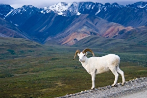 USA, Pacific Northwest, Alaska, Denali National Park, Dall sheep roaming Polychrome Pass