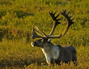 Images Dated 23rd August 2010: USA, Pacific Northwest, Alaska, Denali National Park, Bull caribou roaming freely