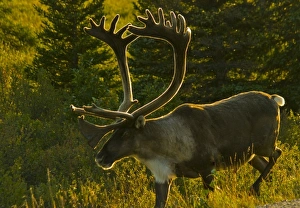 Images Dated 23rd August 2010: USA, Pacific Northwest, Alaska, Denali National Park, Bull caribou roaming freely