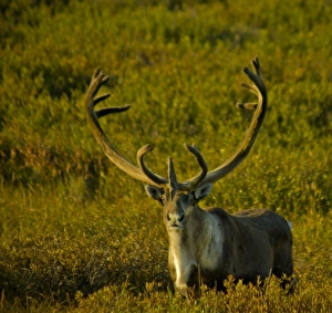 Images Dated 23rd August 2010: USA, Pacific Northwest, Alaska, Denali National Park, Bull caribou roaming freely