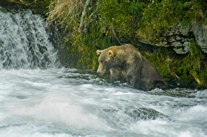 Images Dated 30th August 2010: USA, Pacific Northwest, Alaska, Katmai National Park. Grizzly bear fishing for salmon