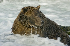 Katmai Prints: USA, Pacific Northwest, Alaska, Katmai National Park. Grizzly bear (Ursus arctos