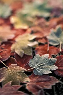 Images Dated 25th February 2004: USA, Pacific Northwest Japanese maple leaves (Acer Palmatum), selective focus