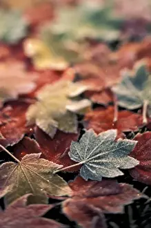 Special Effect Prints: USA, Pacific Northwest Japanese maple leaves (Acer Palmatum), selective focus