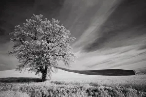 Images Dated 6th May 2021: USA, Palouse Country, Washington State. Infrared Palouse fields and lone tree