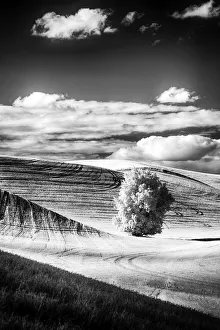 Images Dated 6th May 2021: USA, Palouse Country, Washington State. Infrared Palouse fields and lone tree