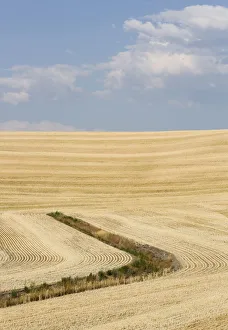 Images Dated 10th August 2015: USA, Palouse, Washington State. Wheat field after harvest in the Palouse Region