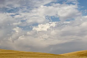 Harvest Prints: USA, Palouse, Washington State. Wheat field after harvest in the Palouse Region under