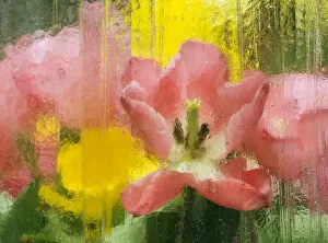 Images Dated 14th April 2006: USA, Pennsylvania. Abstract tulip impression through glass