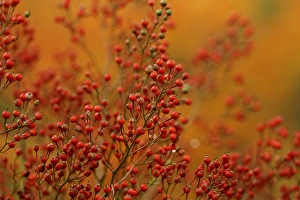 Images Dated 16th December 2014: USA, Pennsylvania. Autumn bittersweet plant