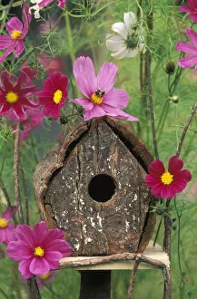 USA, Pennsylvania, Birdhouse among cosmos flowers with bee. Credit as: Nancy Rotenberg