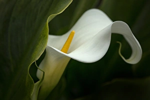 Curl Prints: USA, Pennsylvania. Calla lily close-up. Credit as: Kathleen Clemons / Jaynes Gallery