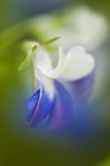 Cedar Creek Prints: USA, Pennsylvania, Cedar Creek. Close-up abstract of blue-eyed Mary wildflower. Credit as
