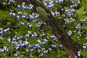 Cedar Creek Prints: USA, Pennsylvania, Cedar Creek