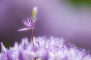 Dreamy Prints: USA, Pennsylvania. Close-up of alium flowers. Credit as: Nancy Rotenberg / Jaynes