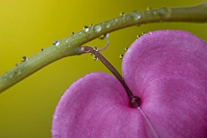 Drop Prints: USA, Pennsylvania. Close-up of bleeding heart flower on stem with rain drops. Credit as