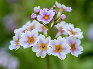 Images Dated 25th April 2019: USA, Pennsylvania. Close-up of a Candelabra Primrose
