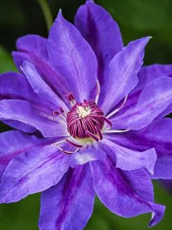 Clematis Prints: USA, Pennsylvania. Close-up of a clematis blossom