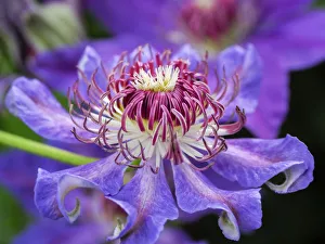 Images Dated 20th February 2019: USA, Pennsylvania. Close-up of a clematis blossom