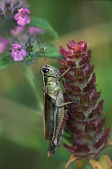 USA, Pennsylvania. Close-up of grasshopper on plant