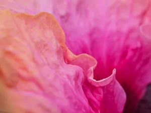 Images Dated 20th February 2019: USA, Pennsylvania. Close-up of a hibiscus flower