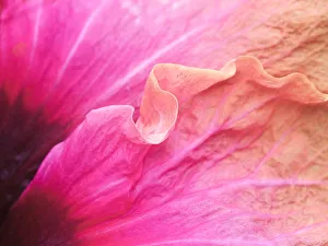 Images Dated 20th February 2019: USA, Pennsylvania. Close-up of a hibiscus flower