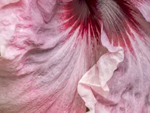USA, Pennsylvania. Close-up of a hibiscus flower