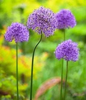 Images Dated 20th February 2019: USA, Pennsylvania. Close-up image of the summer flowering bulbous perennial purple Allium flowers