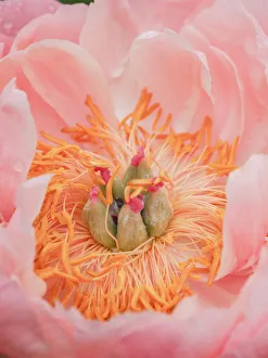 Peony Prints: USA, Pennsylvania. Close-up of a pink peony