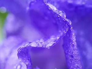 Images Dated 25th April 2019: USA, Pennsylvania. Close-up of a purple iris covered in water from a recent rain