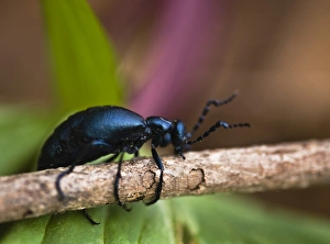 USA, Pennsylvania. Close-up of spring beetle crawling on limb with trillium in background