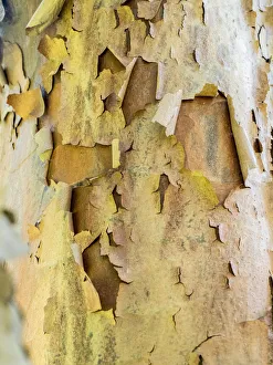 Peeling Prints: USA, Pennsylvania. Colorful bark on a tree in a garden