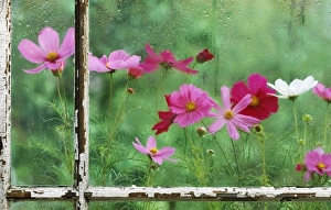 Cosmos Prints: USA, Pennsylvania, Cosmos in Rainy Window