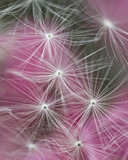 Seed Prints: USA, Pennsylvania. Credit as: Dandelion seeds with feathery tentacles and pink background
