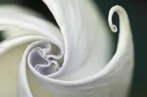 USA, Pennsylvania. Datura flower close-up