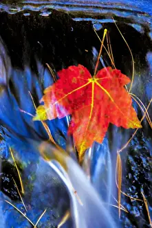 Images Dated 17th October 2007: USA, Pennsylvania, Delaware Watergap National Recreational Area. Maple leaf in waterfall