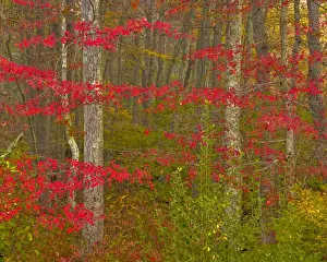 Images Dated 18th October 2007: USA, Pennsylvania, Delaware Watergap National Recreational Area. Autumn colors in forest