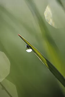 Images Dated 10th March 2007: USA, Pennsylvania. Dewdrop on leaf. Credit as: Nancy Rotenberg / Jaynes Gallery / DanitaDelimont