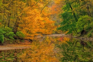 Images Dated 26th October 2010: USA, Pennsylvania, Dingmans Ferry. Trees reflected in water