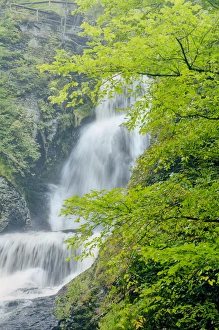 Images Dated 26th August 2011: USA, Pennsylvania, Dingmans Ferry, Dingmans Ferry Falls. Water cascades over rocks