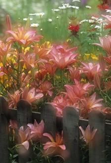 USA, Pennsylvania. Double exposure of lilies and fence in garden