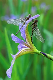 Pennsylvania Prints: USA, Pennsylvania. Two dragonflies on iris flower