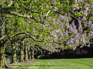 Pennsylvania Prints: USA, Pennsylvania. The Empress Tree Paulownia tomentosa in full bloom along