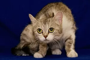 USA, Pennsylvania, Erie. Shy Humane Society cat