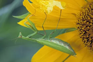 USA, Pennsylvania. Female praying mantis with egg sac on sunflower