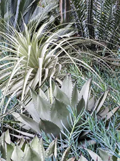 Bromeliad Prints: USA, Pennsylvania. A garden with an assortment of Bromeliad plants and textures